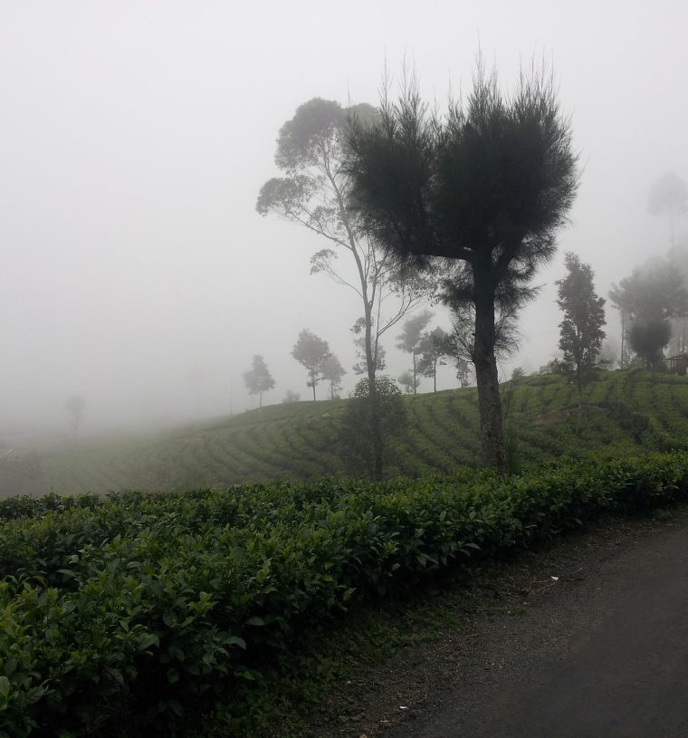 haputale (1)
