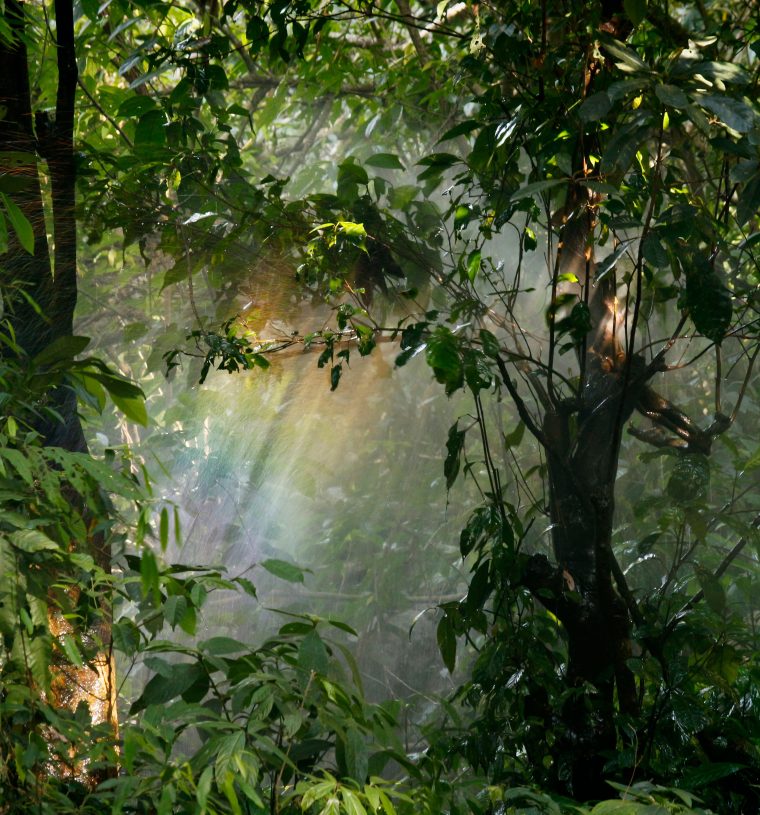 sinharaja (2)