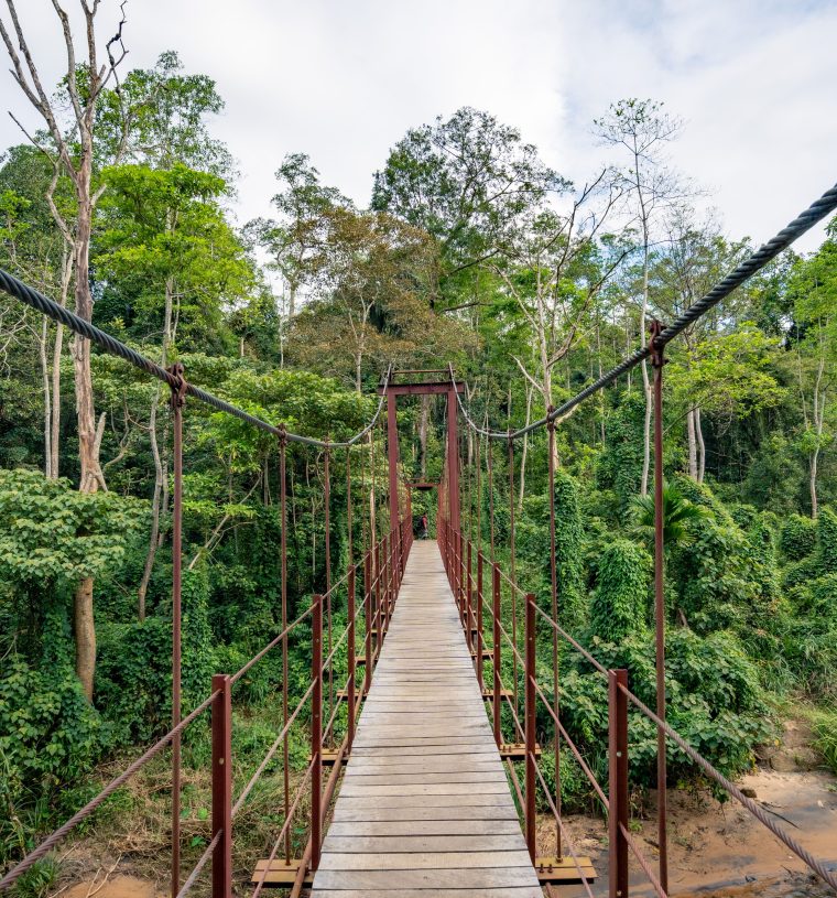 sinharaja (3)